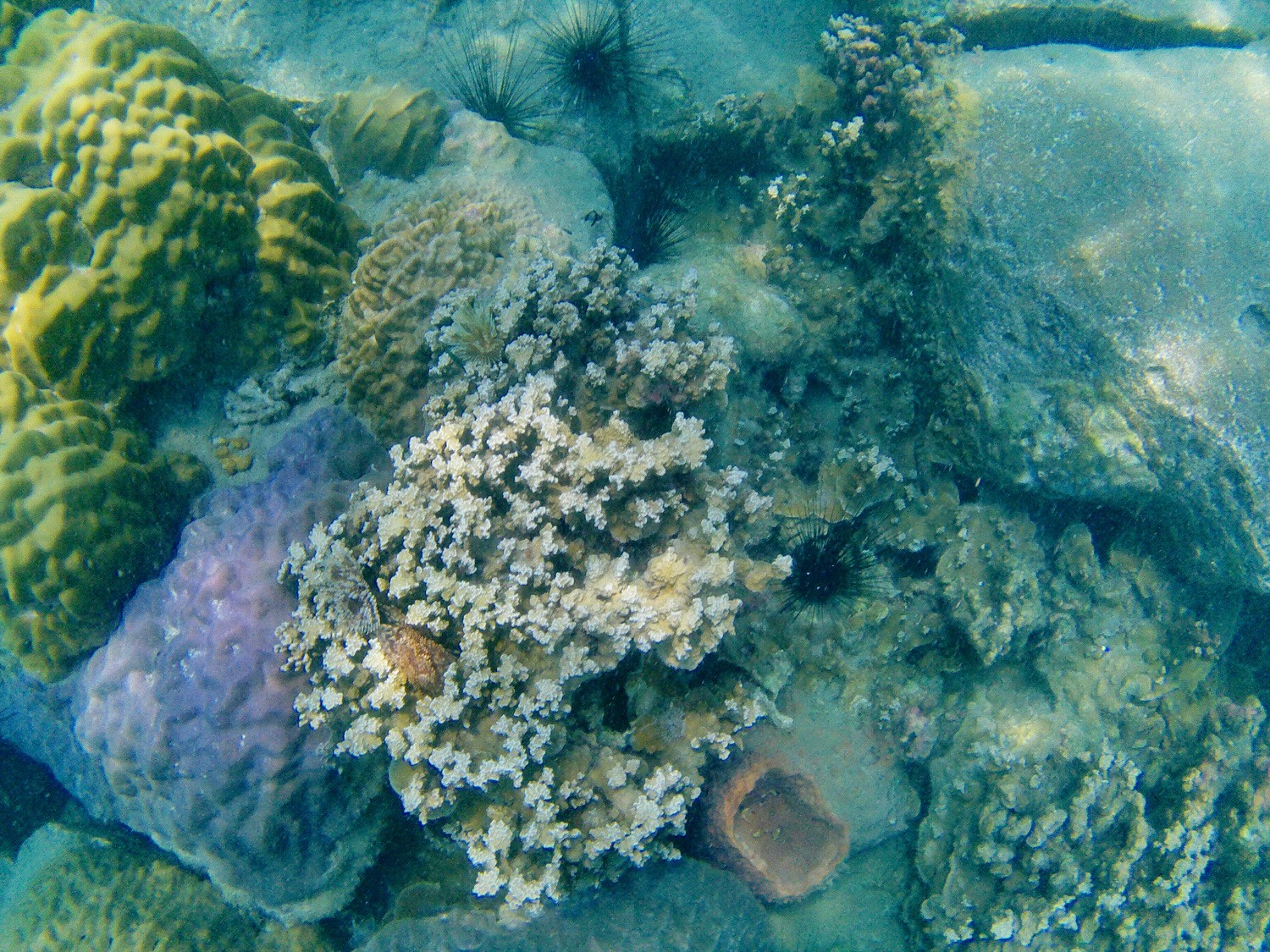 Colorful corals